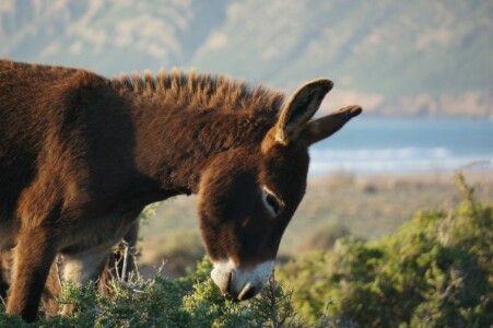 Donkey in Tafedna