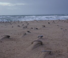 Bunkers Beach - Denmark